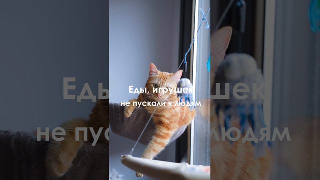 ЕДА ИЛИ ЧЕЛОВЕК - ТРУДНЫЙ ВЫБОР ДЛЯ КОТА смотреть онлайн