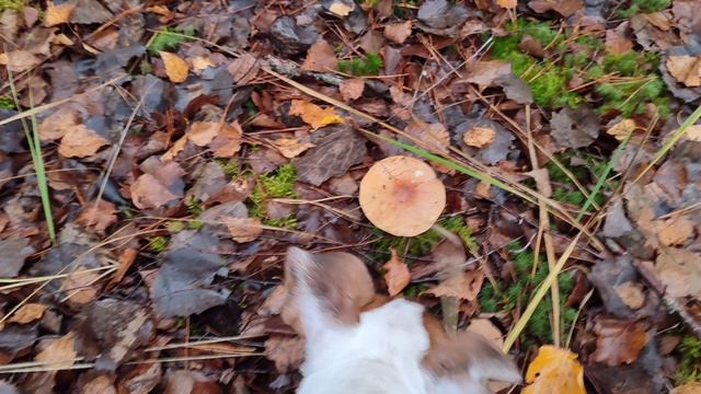 Закрытие грибного сезона вместе с Джеком. смотреть онлайн