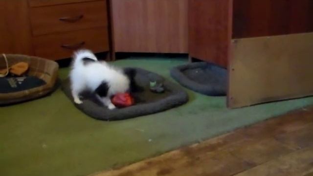 щенок Папильон с курочкой