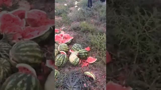 Урджар Арбуз деген көөөөөп смотреть онлайн