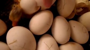 Выращивание гусей в инкубаторе в домашних условиях , ответы на вопросы