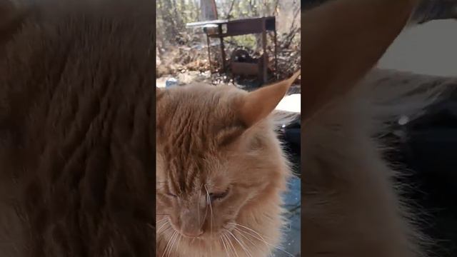 Borman & Sun#cat #maincoon #sun #кот #мейнкун #природа смотреть онлайн