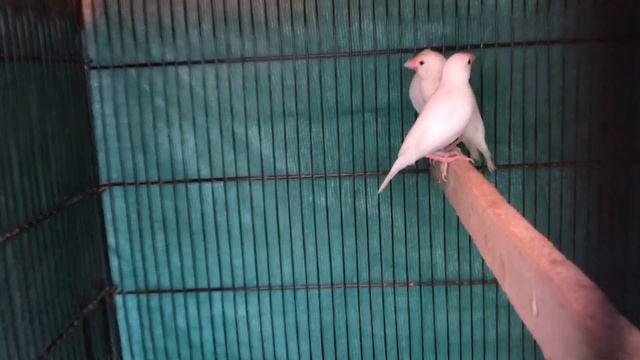 Java mar gai ? | Java virus | Java setup | java sparrow смотреть онлайн