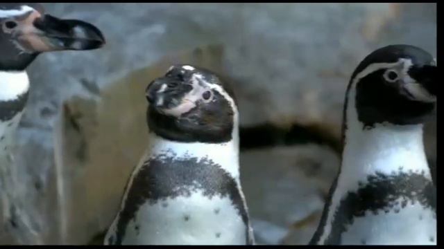 Video Zoopark // Видео зоопарк (релакс) смотреть онлайн