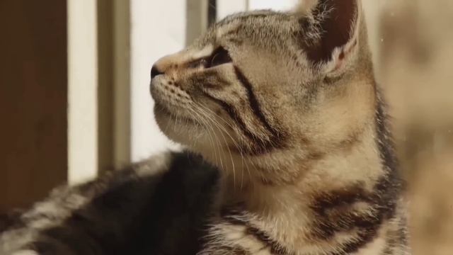 ХРЮЧЕВО КИШЛАЧНЫМ ОТ КОРМИЛИЦЫ. ОЛЬГА УРАЛОЧКА LIVE. ОБЗОР. смотреть онлайн