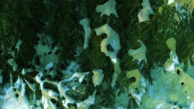 Впечатляющая красота хвойных деревьев