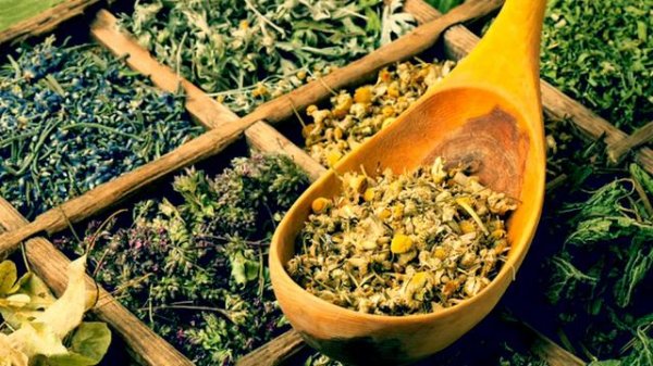 Репешок - чудо трава