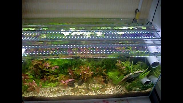 Тест аквариума на фитоленте смотреть онлайн