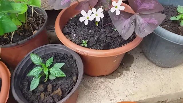 Bisita sa Bukid|| pag may tanim may nanakawin смотреть онлайн
