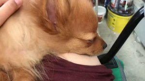 Линька у шпица. Что стало со шпицем?! Шпиц стал не пушистый! Шпиц теряет шерсть.