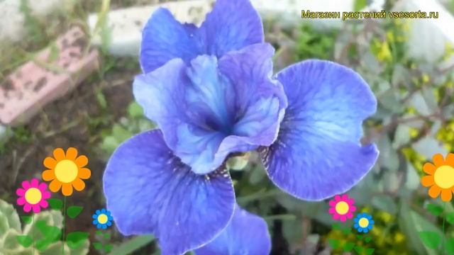 Ирис сибирский Харпсвелл Халлелуйа. Краткий обзор, описание iris sibirica Harpswell Halleluja смотреть онлайн