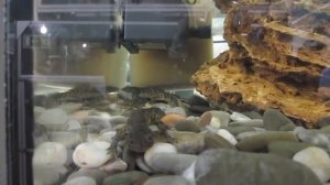 Тритоны. Содержание в аквариуме. Виды и совместимость.