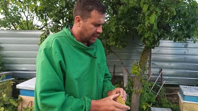 Как подсадить матку другой породы Бакфаст, Карника. Лучшое время для подсадки маток в клетках смотреть онлайн