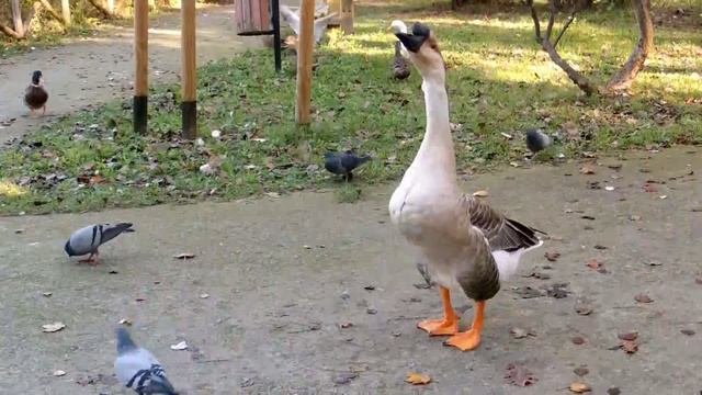 Прикольный дикий гусь.Divertente oca selvatica.Funny wild goose. смотреть онлайн