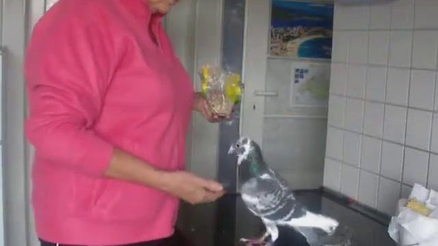 Ручная голубка у меня в гостях смотреть онлайн