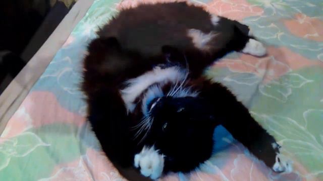 Когда домашний кот Марсик спит # Cat Marsik sleeping смотреть онлайн