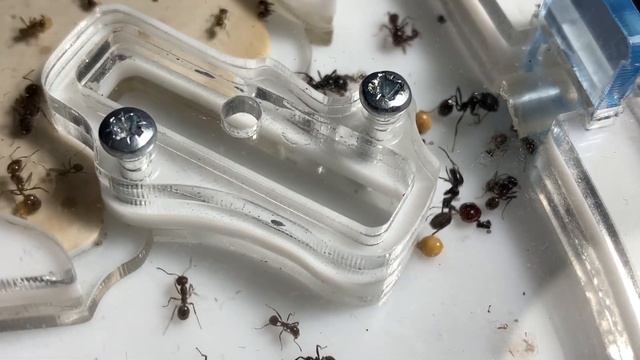 Мессор барбарус. Messor barbarus (красноголовый муравей-жнец). смотреть онлайн