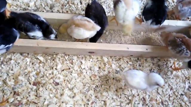 С Днём России/Домашнее хозяйство смотреть онлайн