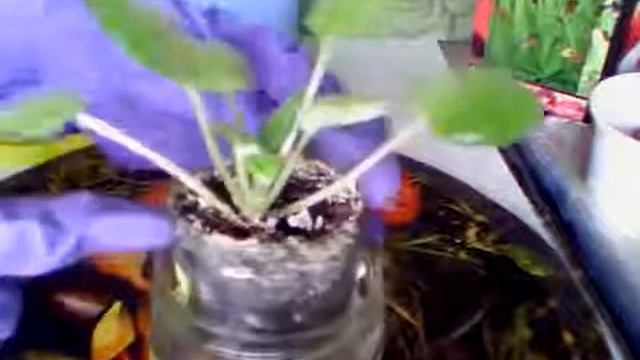 06 04.2019 Фиалка Зимняя ночь .  Комнатные цветы. Комнатные растения.