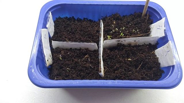 СЕМЕНА Мощно ПРОСНУЛИСЬ. В ЭТОМ ГРУНТЕ семядоли за 4 дня смотреть онлайн