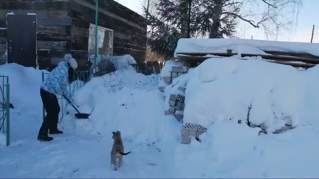 Нас Замело. Чистим Снег. Алтайский Край.25 декабря 2020г смотреть онлайн