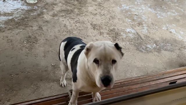 Завтрак 01.01.20. Черный Барон и его дочь Натаха. РКФ. Бульдозера линии. +79157787787 смотреть онлайн