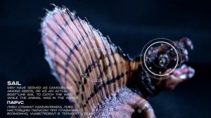 Диметродон ⌈ Дино-Профайл ⌋ пермский период \280—265 млн. лет назад\