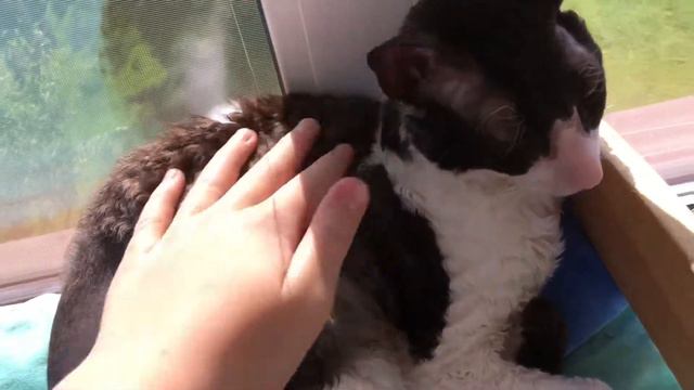 Кошки тогда и сейчас смотреть онлайн