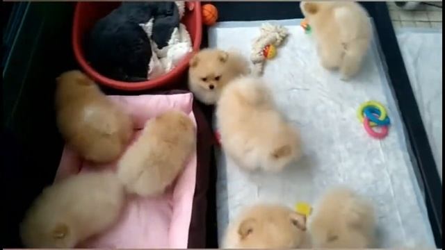 Щенки немецкого шпица в питомнике смотреть онлайн