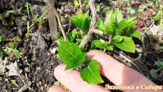 Гортензия крупнолистная и шефердия смотреть онлайн