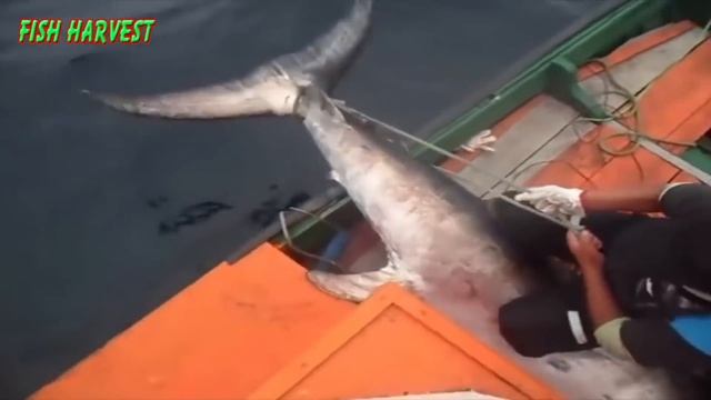Most Satisfying Hunting Swordfish Skill - Big Catch Swordfish Or Black Marlin Strongest The Sea смотреть онлайн