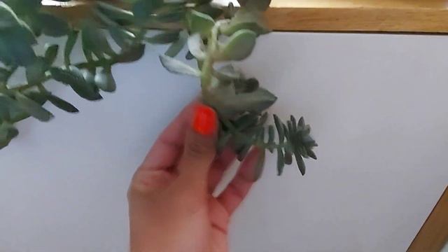 10 SuCuLeNTaS Colgantes Que Debes TeNeR En Tu JaRdIN 🤯😲🥳/ смотреть онлайн