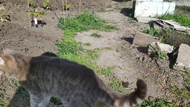 Он и пахарь, он и жнец, он и на дуде игрец)))Есть искра!!! смотреть онлайн