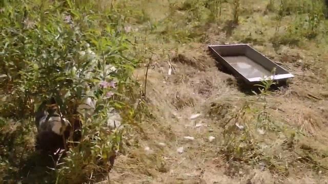 ПЕРЕЕЗД В ДЕРЕВНЮ. ЛЕТНИЙ ОБЗОР ХОЗЯЙСТВА. смотреть онлайн