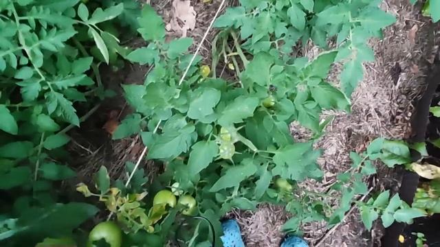 ПОМИДОРЫ ПОГИБАЮТ, НАГОРОДИЛА ОГОРОД, ЗАГНАЛА МУЖА В ПОГРЕБ / КАК ЖИВУТ ПЕНСИОНЕРЫ В ДЕРЕВНЕ смотреть онлайн