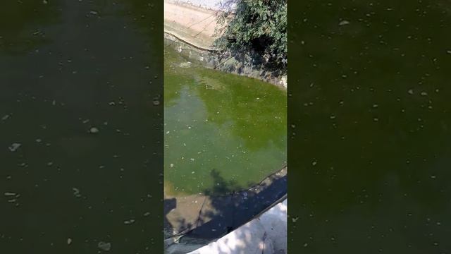 Искусственный водоём моем ! смотреть онлайн