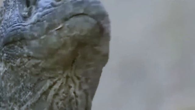 Terrifying Fight For Dominance Between Python And Monkey Mesmerizes Spectators смотреть онлайн
