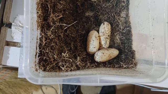 Забираем кладку у гоферовой змеи, Pituophis Catenifer Affinis.