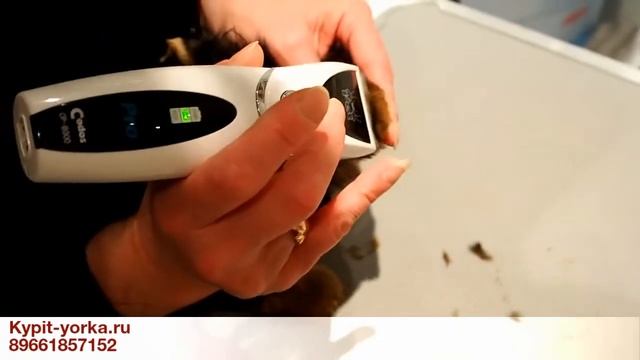 Как брить ушки / Зачем брить ушки йорку / Щенок йорка смотреть онлайн