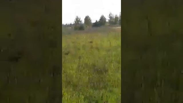 Косули на земельном участке Большое Агишево смотреть онлайн