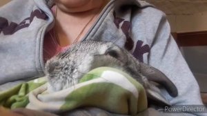 У кролика насморк. Лечу кролика. Моя помощница.