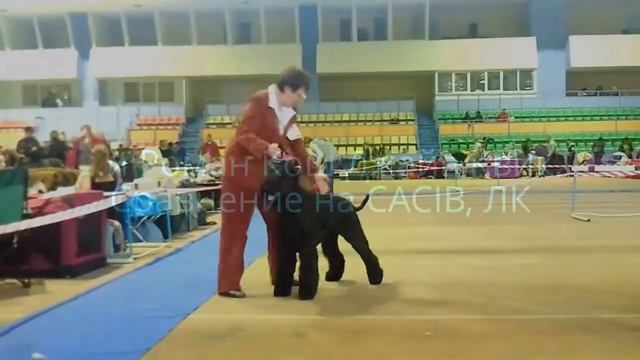 CACIB, 13.10.12, Кишинев, Ризеншнауцеры. смотреть онлайн