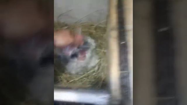 Правильное распололожение гнезда в маточнике крольчихи после окрола. смотреть онлайн