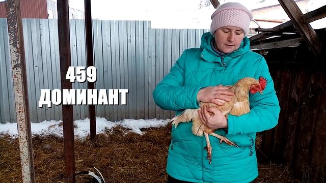 Пасхальные куры. Больше не красим куриные яйца. смотреть онлайн