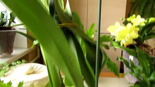 Когда можно пересаживать цветы (или когда нужно, тогда и вперед))) смотреть онлайн