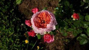 Уникальная роза Айсфогель, нет ни одной похожей из всех моих 460 роз.