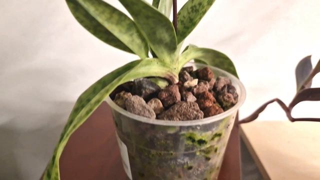 PAPHIOPEDILUM IN PURO INERTE
