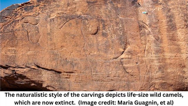 Mysterious and 'beautifully carved' life-size camel carvings discovered in Saudi Arabian desert смотреть онлайн