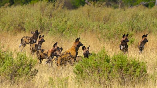 Удивительные животные 1 сезон 2 серия «Собаки» (документальный сериал, 2021) смотреть онлайн