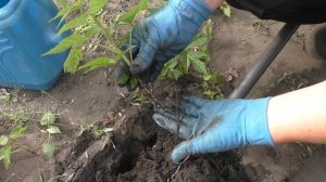 Размножение малины "крапивкой"